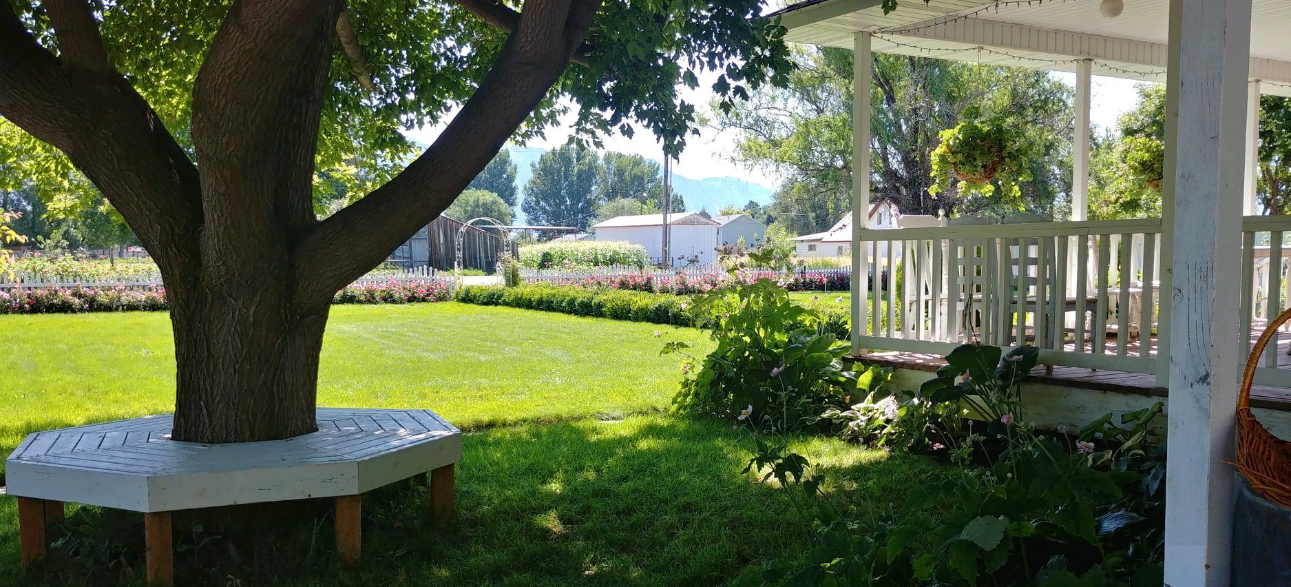 The Lavender House 2