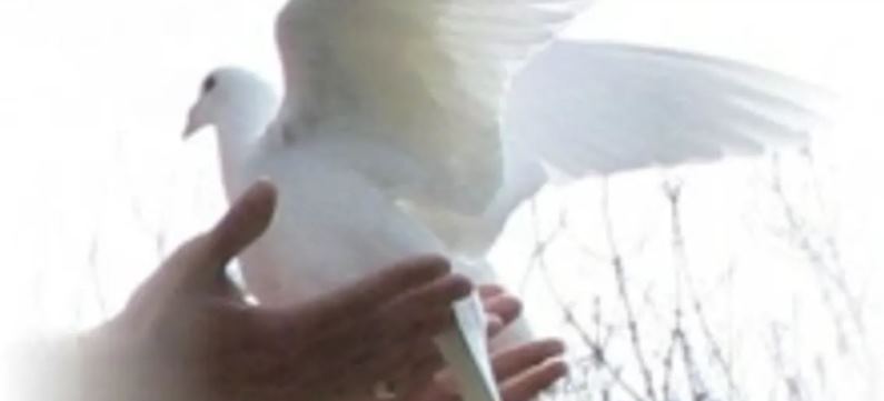 White Dove Release Utah - Special Touches / Ice Carvings in Utah Pleasant Grove, Utah | Salt Lake Bride