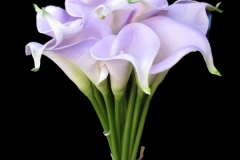 Calla-Lilies-lavender-bridal-bouquet