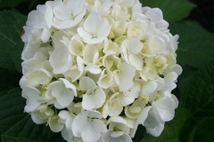 Hydrangea bridal bouquet