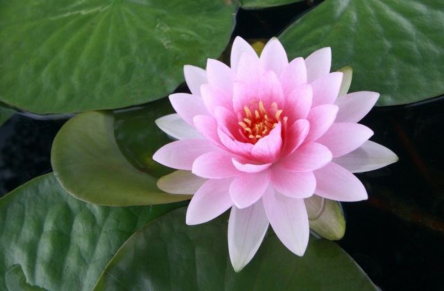 Pink Waterlily Flower